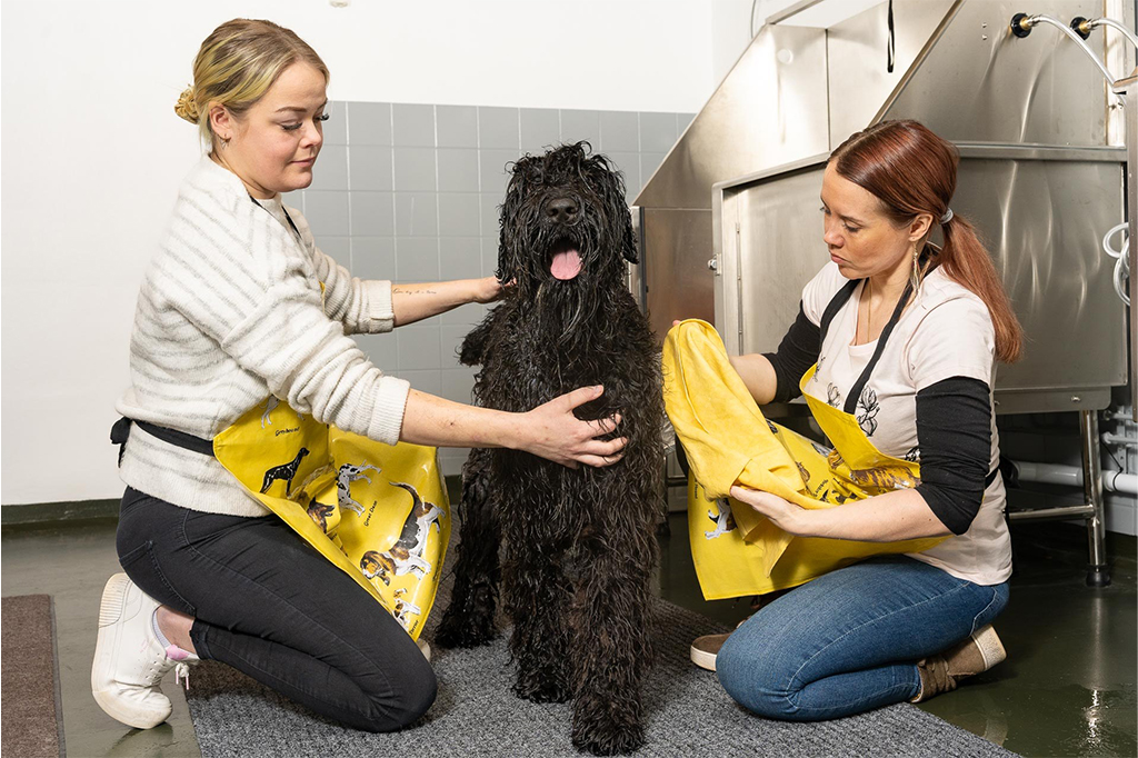 Kaksi naista kuivaavat koiraa Luksian eläintenhoidon tiloissa.